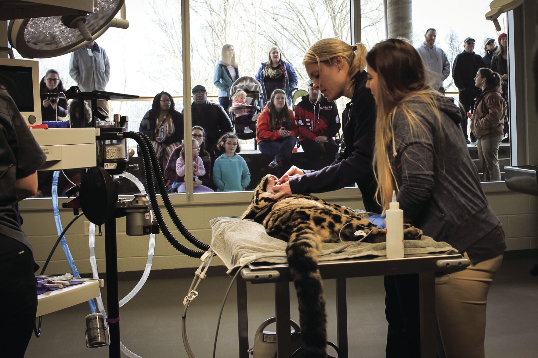 zoo Guests at Vet Center - 2019 - Kelsey White-1.jpg